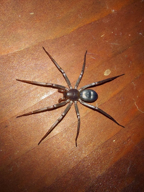 Drapeta rutilans - csillogó avarpók