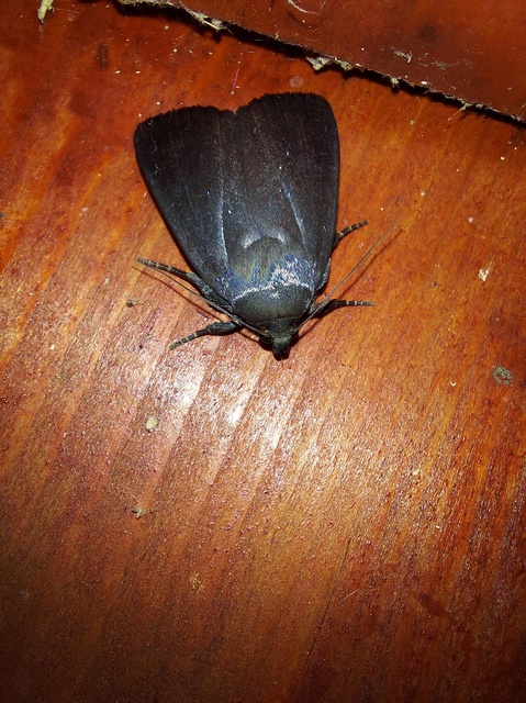 Amphipyra livida - zsírfényű bagoly
