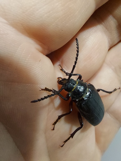Prionus coriarius - csőszcincér