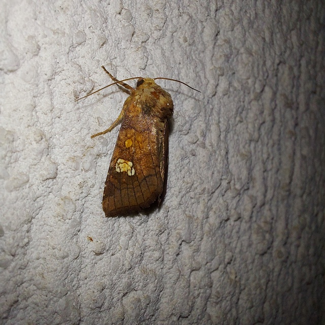 Amphipoea oculea - nagyfoltú lápibagoly