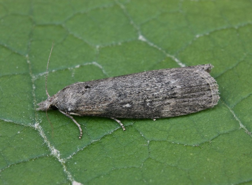 Galleriinae