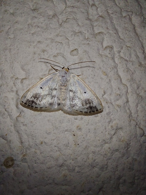 Lomographa temerata - foltos fehéraraszoló