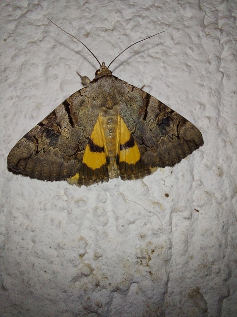 Catocala hymenaea - kökény-övesbagoly