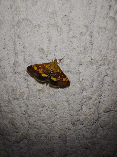 Pyrausta aurata - aranyló bíbormoly