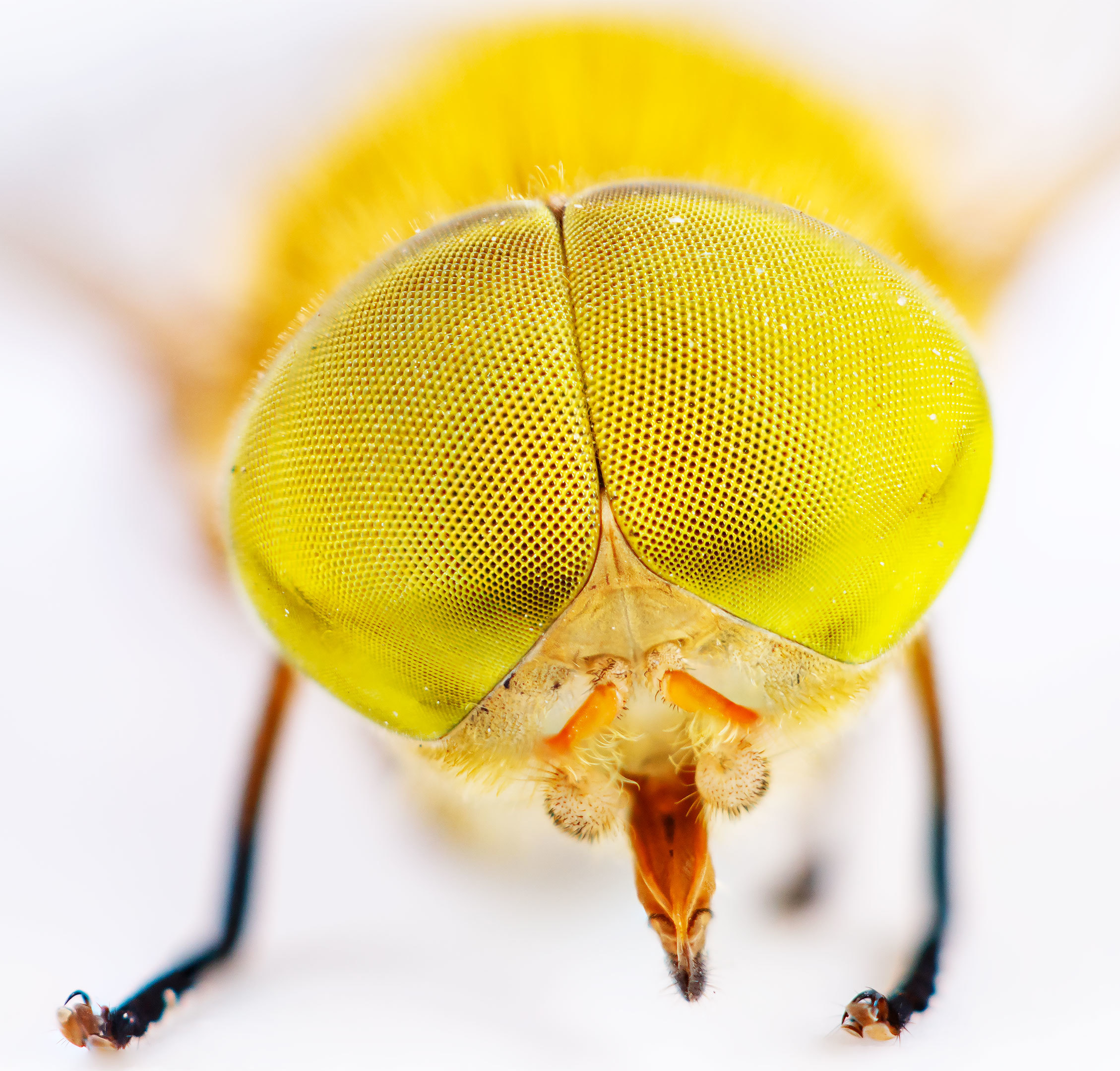 Atylotus fulvus
