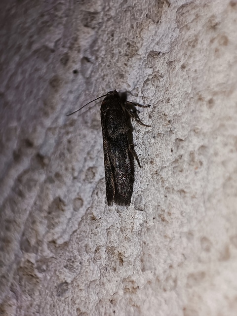 Blastobasis