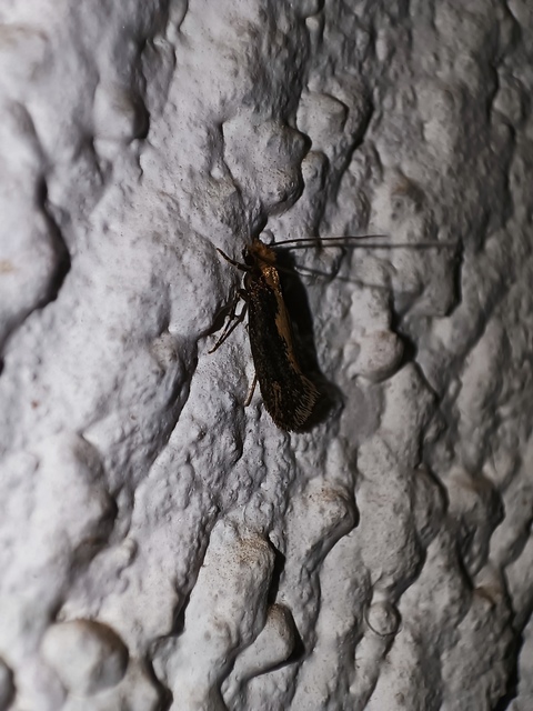 Monopis