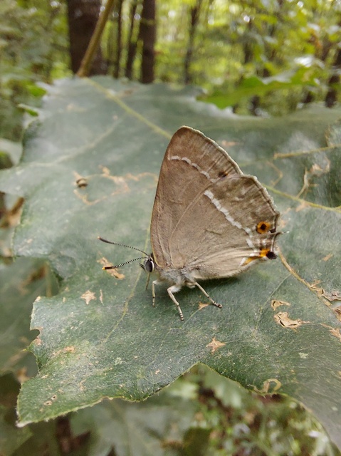 Neozephyrus quercus - tölgyfalepke