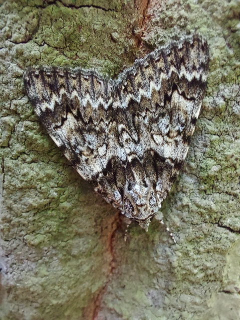 Catocala promissa - kis tölgyfa-övesbagoly
