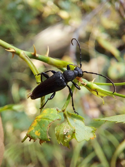 Stictoleptura scutellata - hegyi virágcincér