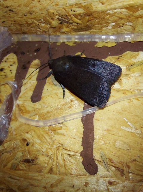 Amphipyra livida - zsírfényű bagoly