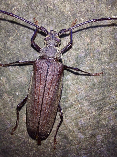 Aegosoma scabricorne - diófacincér