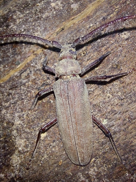 Aegosoma scabricorne - diófacincér