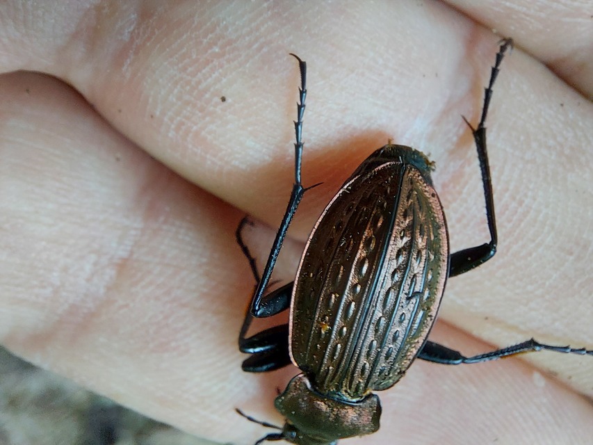 Carabus cancellatus - ragyás futrinka