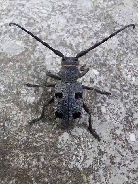 Morimus asper funereus - gyászcincér