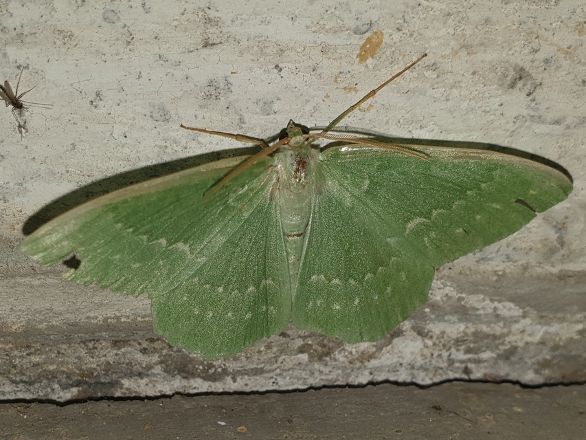 Geometra papilionaria - nagy zöldaraszoló