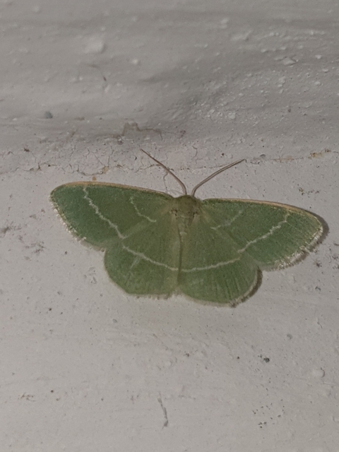 Chlorissa viridata - üdezöld araszoló