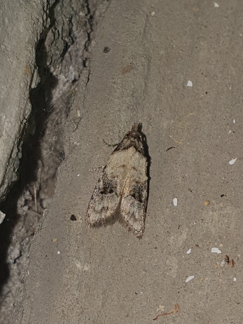 Carposina scirrhosella - közönséges csipkebogyómoly