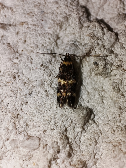 Oegoconia