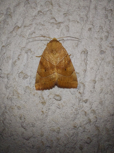 Cosmia trapezina - közönséges lombbagoly