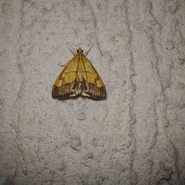 Evergestis limbata - közönséges dudvamoly