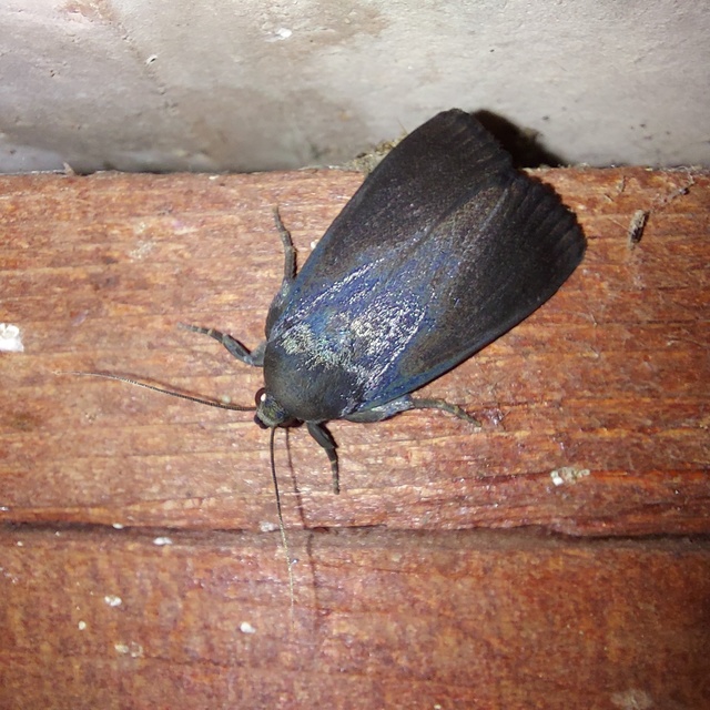 Amphipyra livida - zsírfényű bagoly