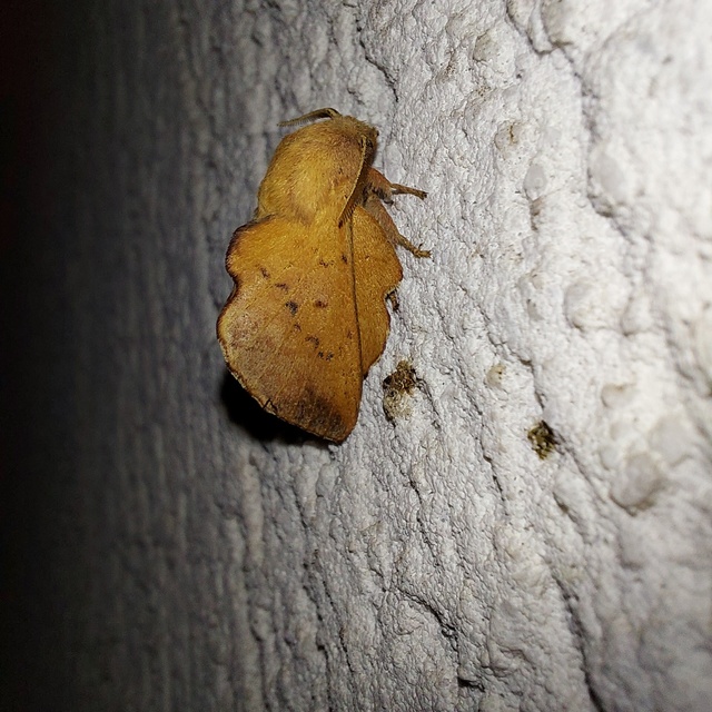 Phyllodesma tremulifolia - nyárlevélpohók