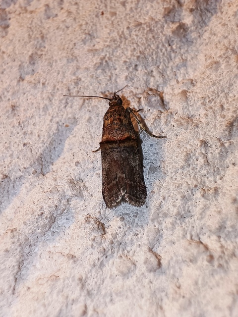 Trachonitis cristella - bokorrágó karcsúmoly