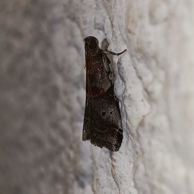 Acrobasis suavella - karszterdei karcsúmoly