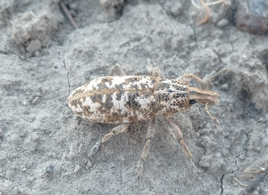 Cyphocleonus dealbatus - márványos barkó