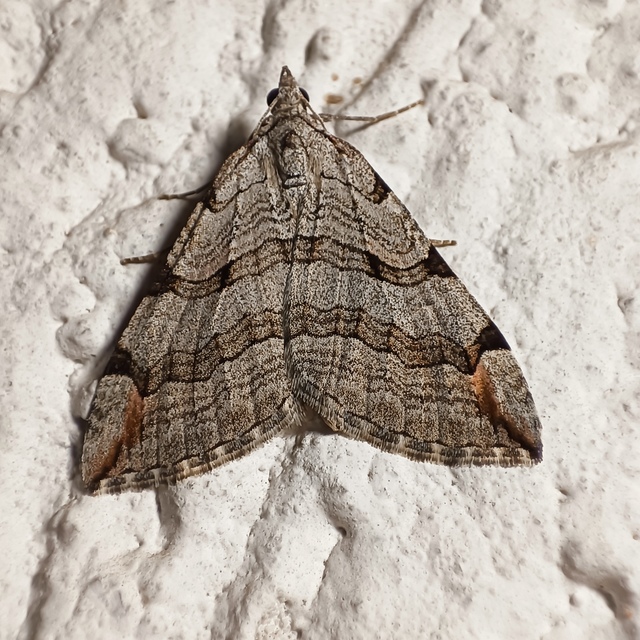 Aplocera efformata/plagiata