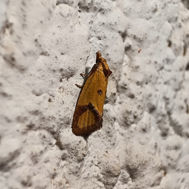 Agapeta zoegana - barnacsíkos sárgamoly