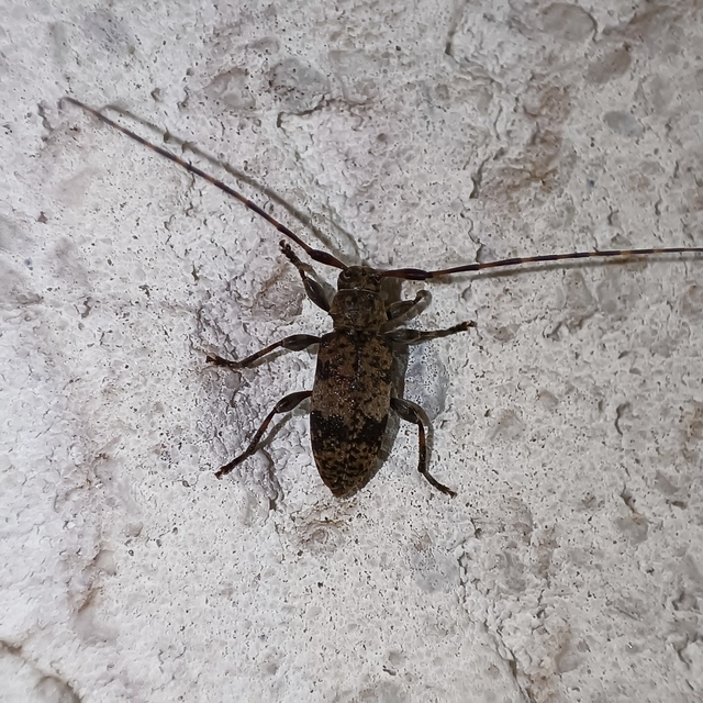 Leiopus nebulosus - öves gesztcincér