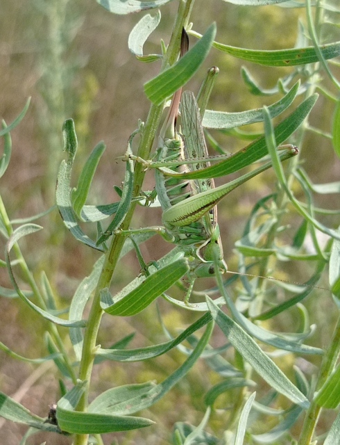 Gampsocleis glabra - tőrös szöcske