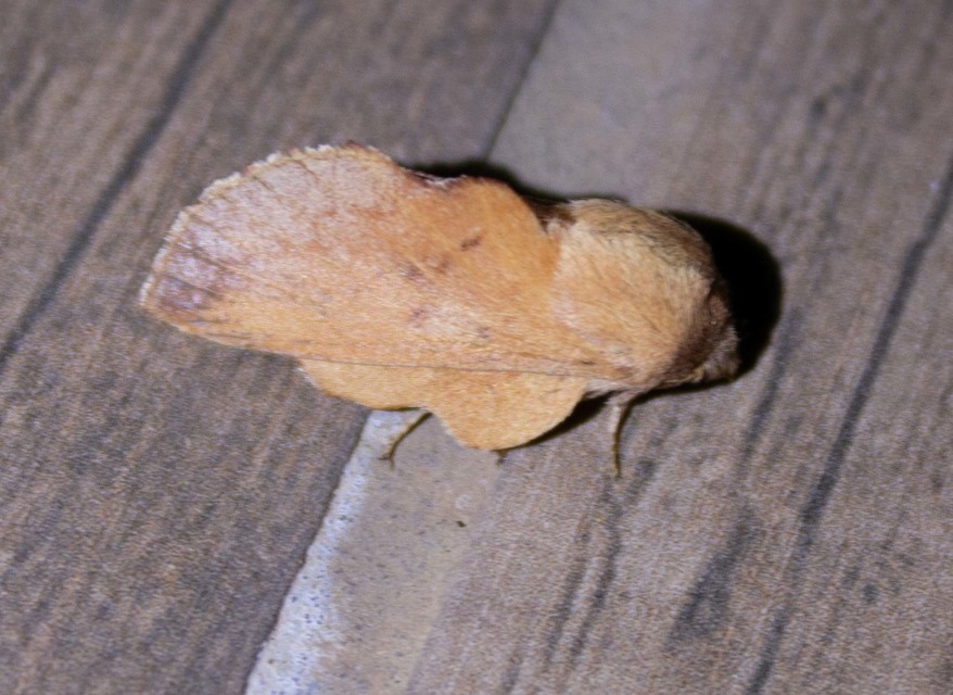 Phyllodesma tremulifolia - nyárlevélpohók