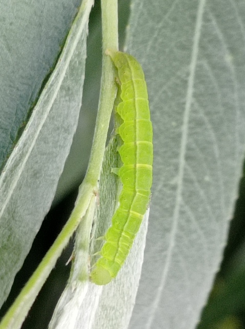 Scoliopteryx libatrix - vörös csipkésbagoly