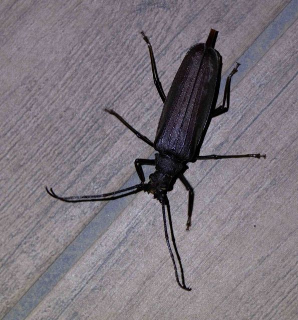 Aegosoma scabricorne - diófacincér