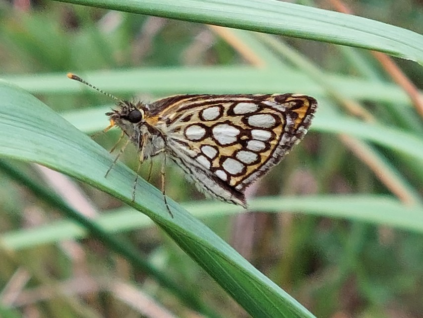 Heteropterus morpheus - tükrös busalepke