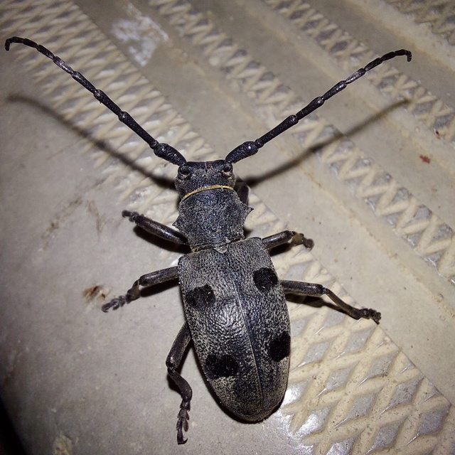 Morimus asper funereus - gyászcincér