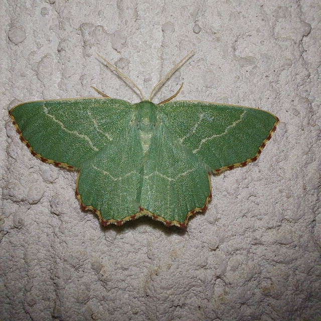 Thalera fimbrialis - csipkésszélű zöldaraszoló