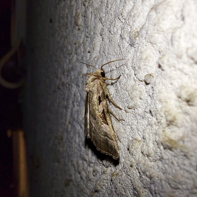 Eucarta virgo - mocsári ametisztbagoly