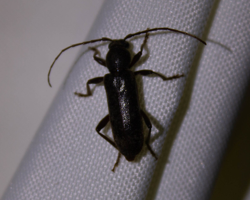 Trichoferus campestris - szállóvendég éjicincér