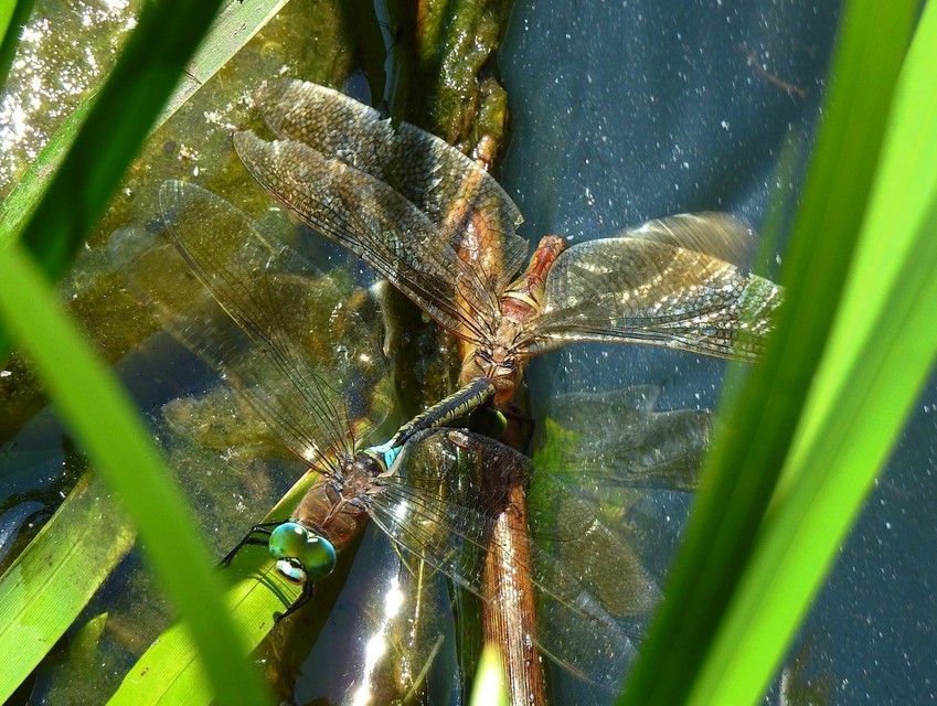 Anax parthenope - barna óriásacsa