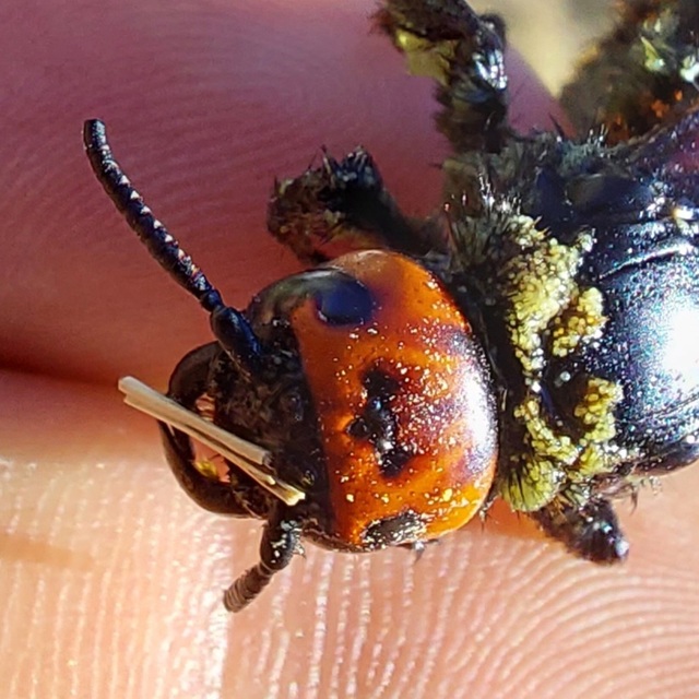 Megascolia maculata - óriás-tőrösdarázs