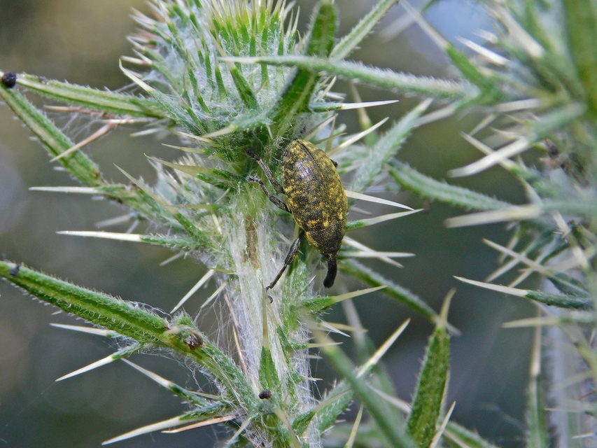 Larinus sturnus - aszat-púderbarkó