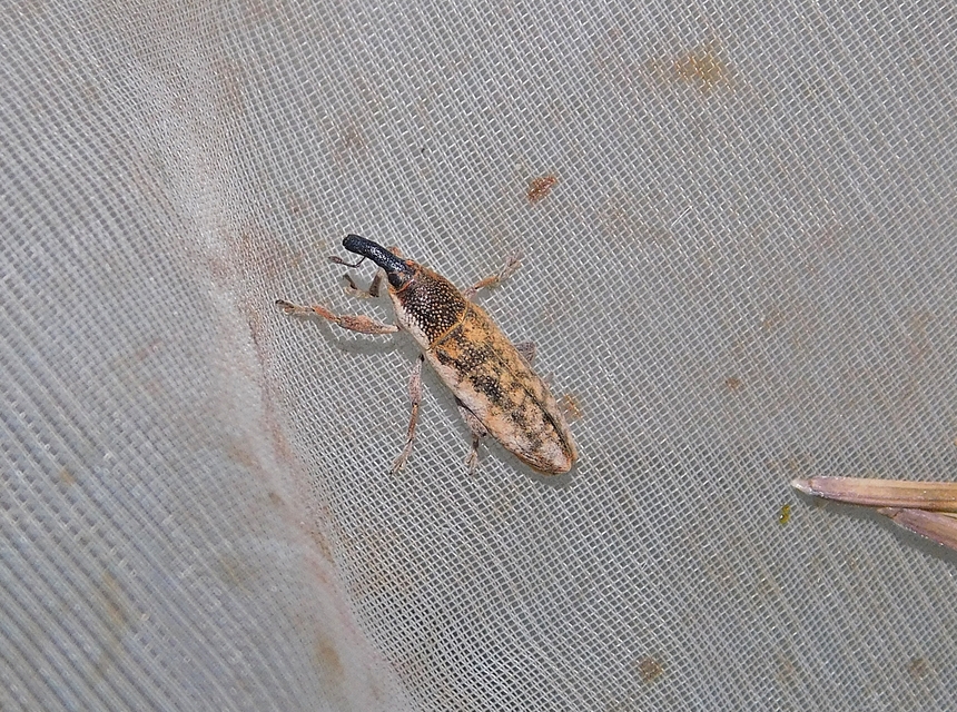 Lixus subtilis - disznóparéj-dudvabarkó