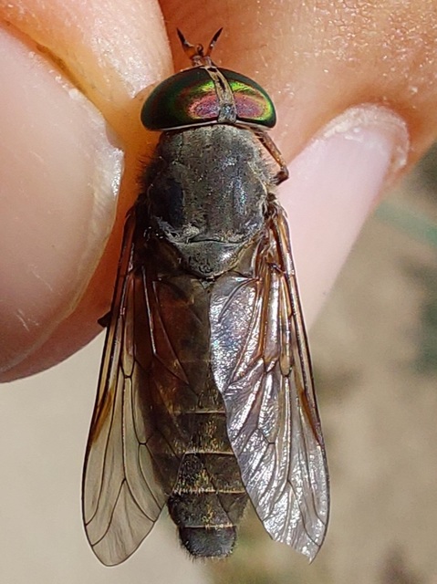 Tabanus