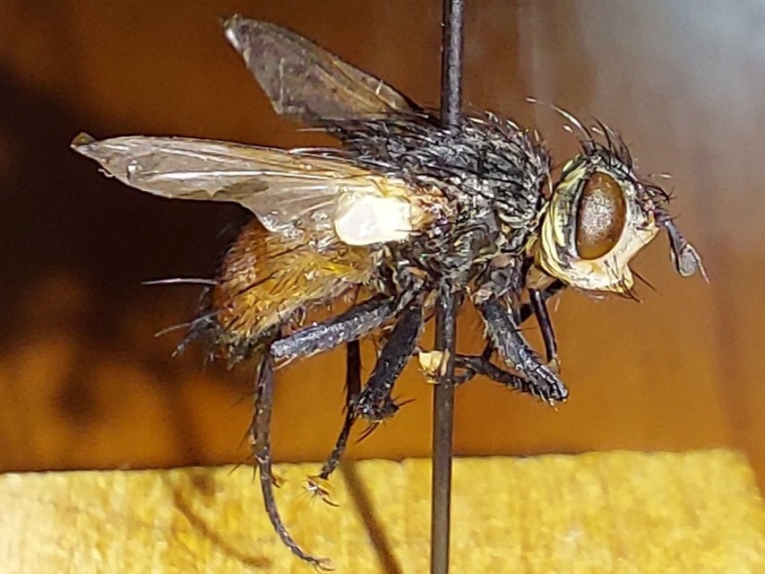 Peleteria rubescens