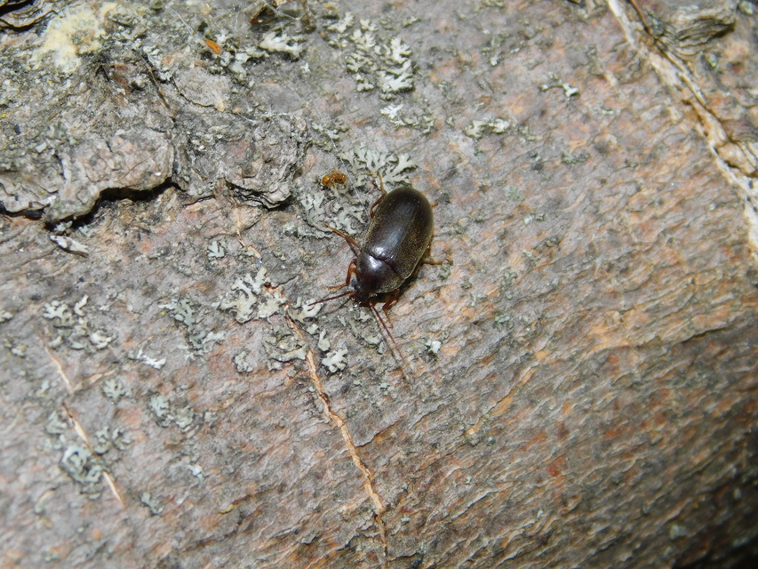 Hymenalia rufipes - rőtlábú alkonybogár