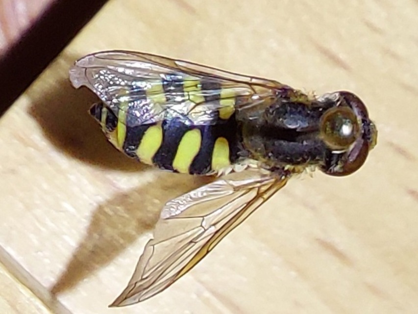 Eupeodes corollae - gyakori mezeilégy